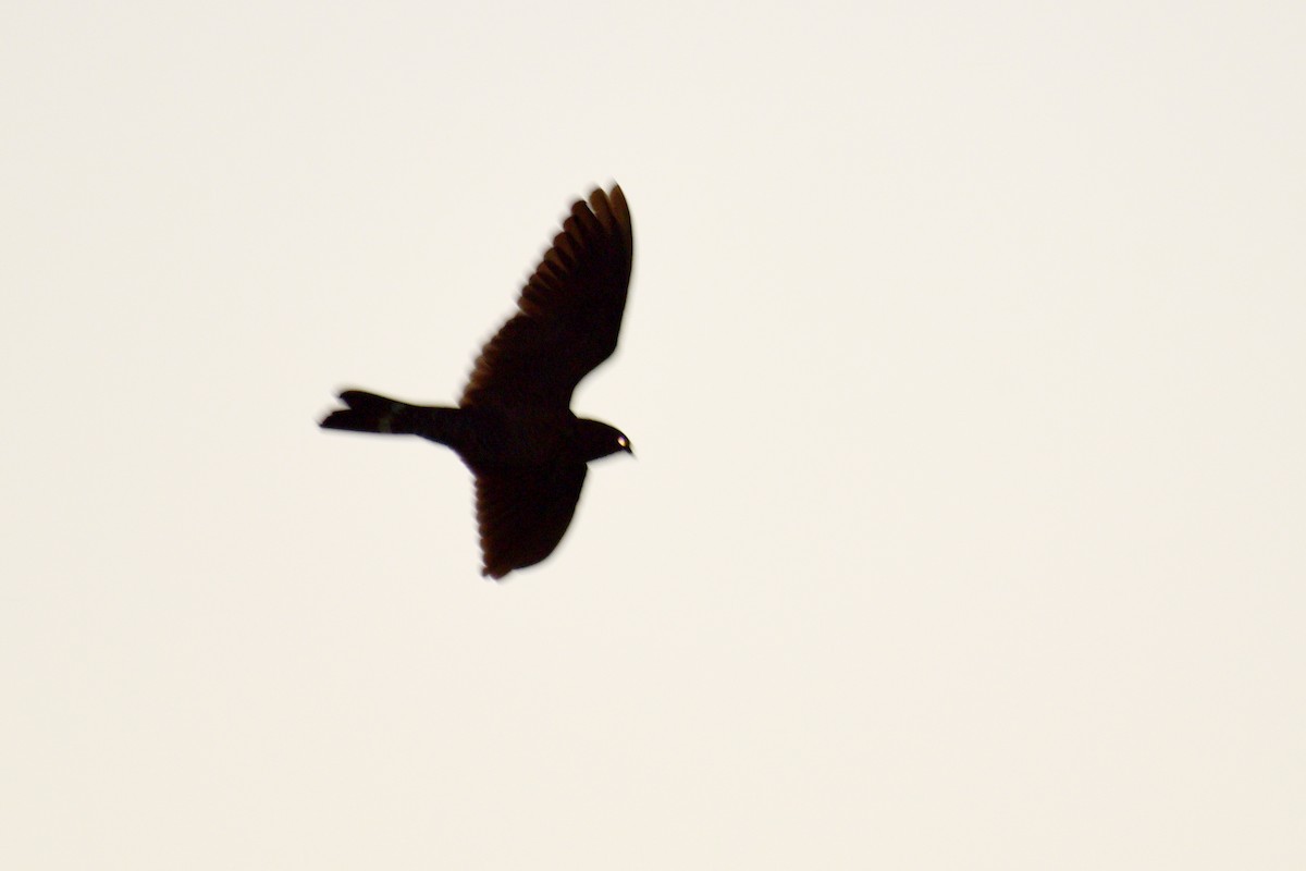 Short-tailed Nighthawk - Luiz Moschini