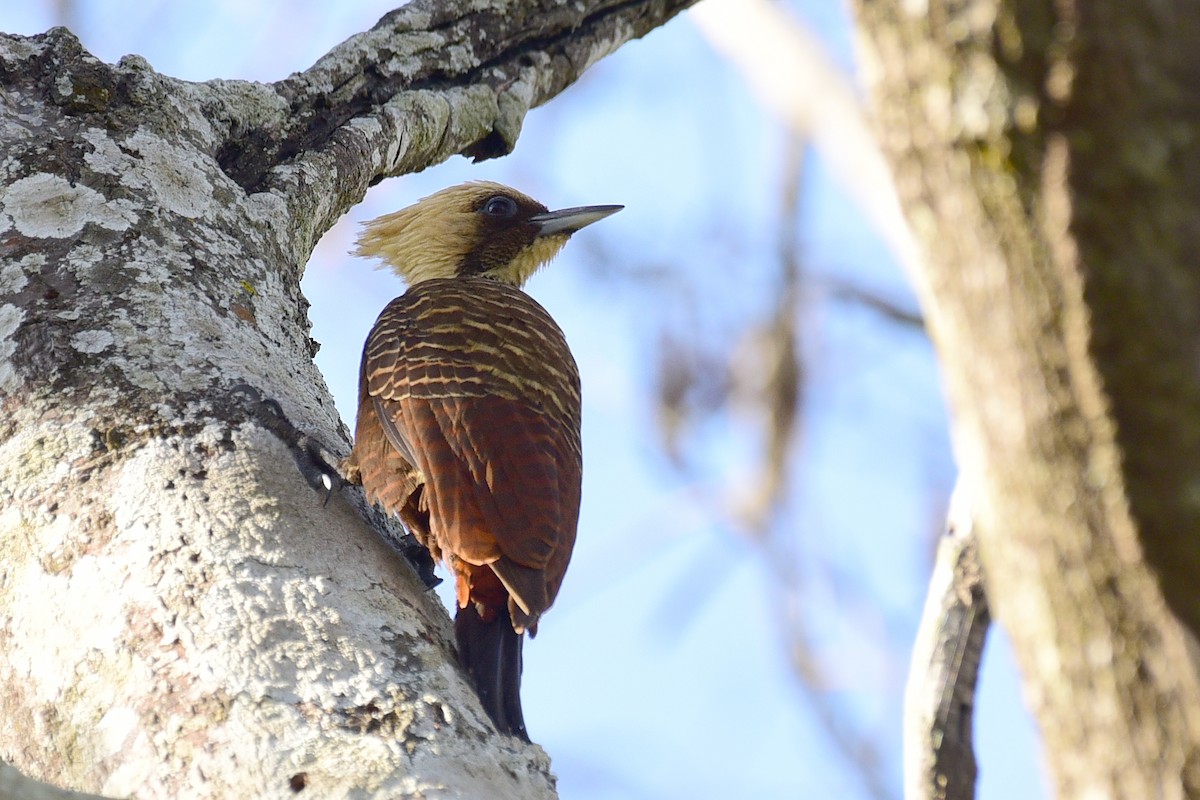 Pale-crested Woodpecker - ML117199251