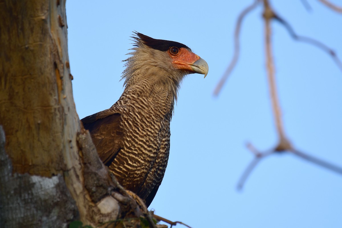 Crested Caracara (Southern) - ML117199361