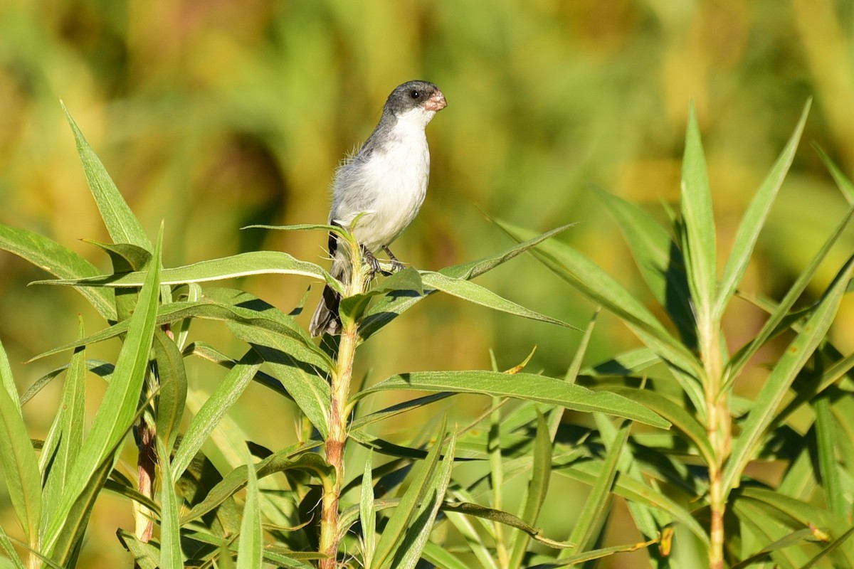 White-bellied Seedeater - ML117200821