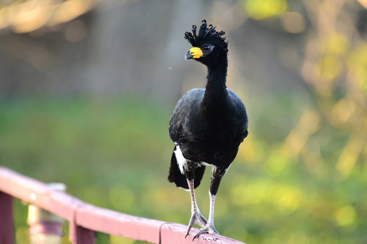 Bare-faced Curassow - ML117201161