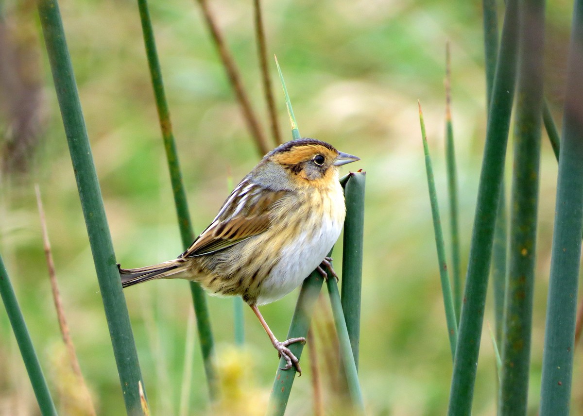 Nelson's Sparrow - jerry pruett