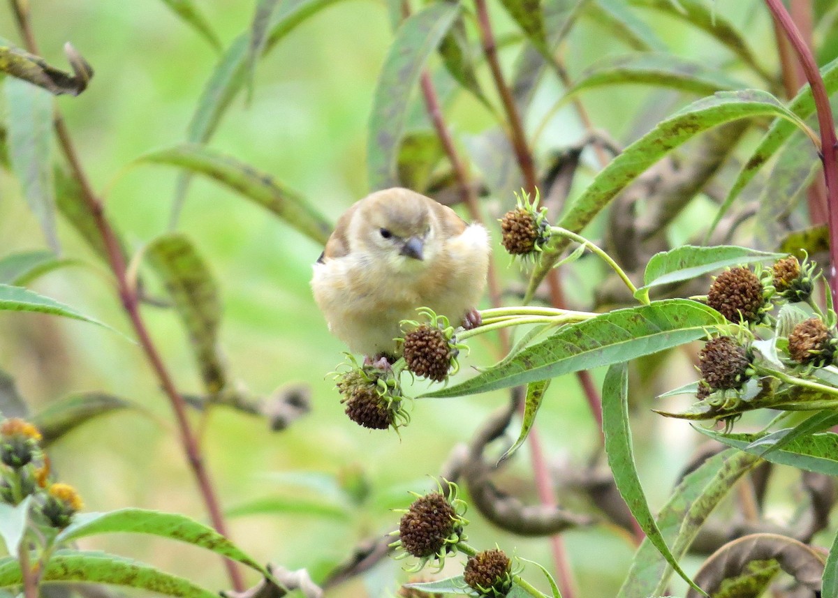 American Goldfinch - jerry pruett