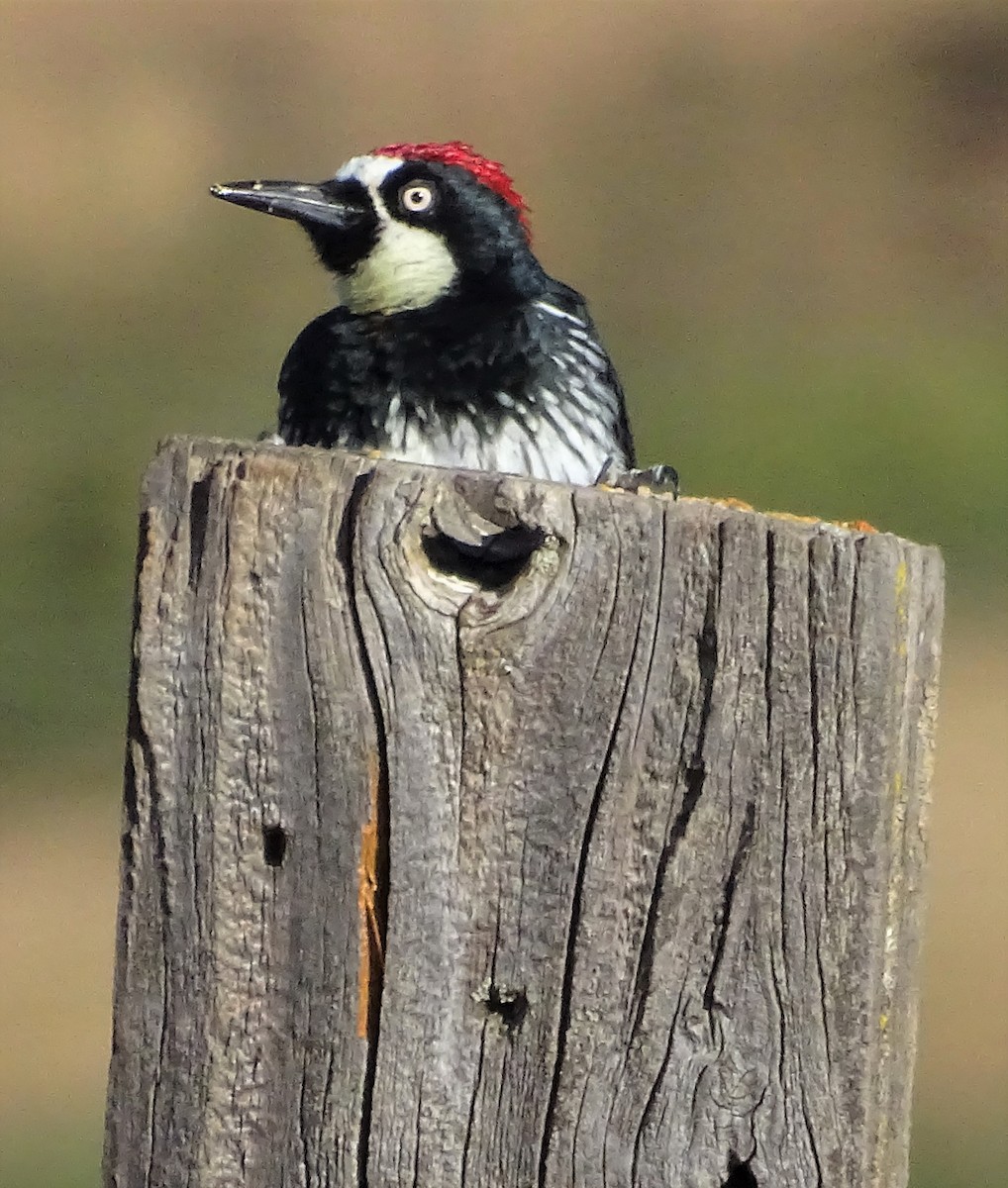 Acorn Woodpecker - Diane Rose