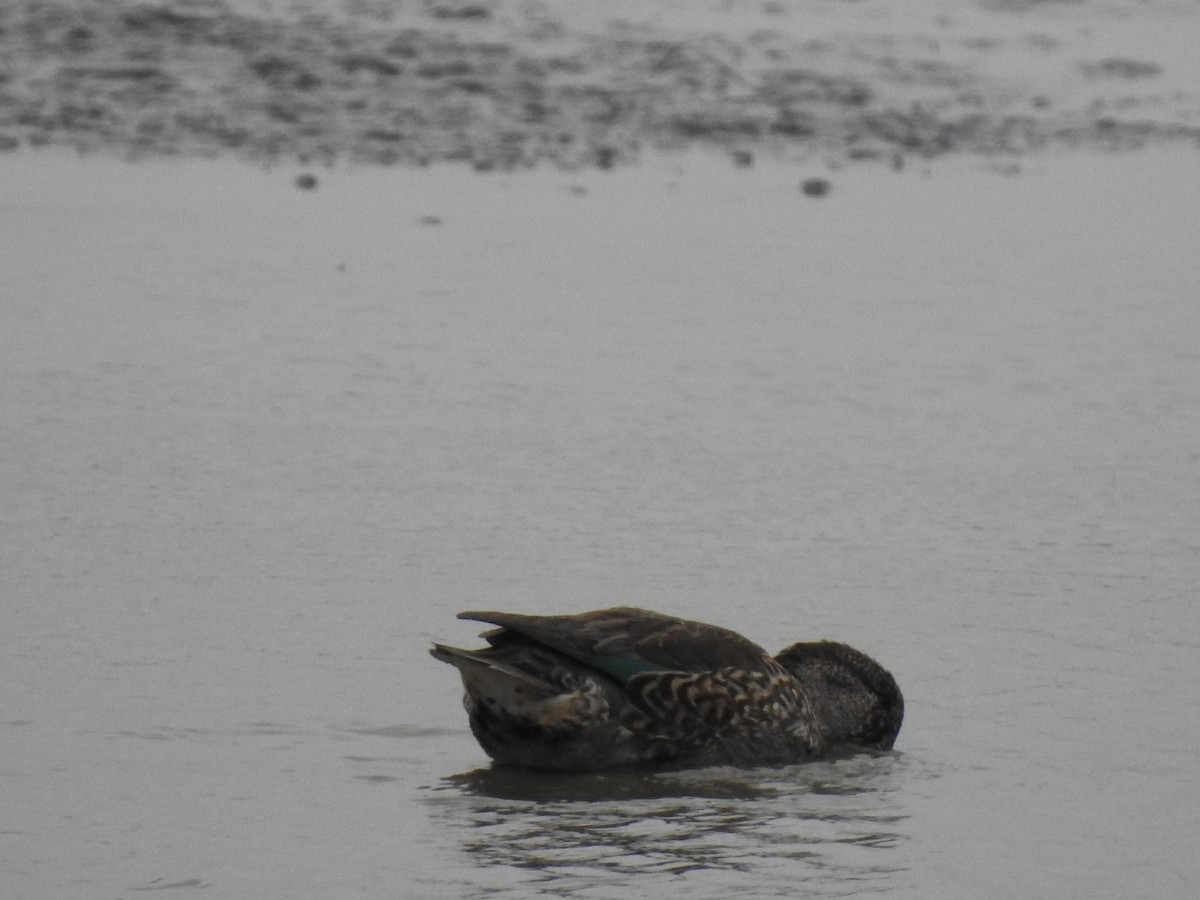 Green-winged Teal - ML117207681