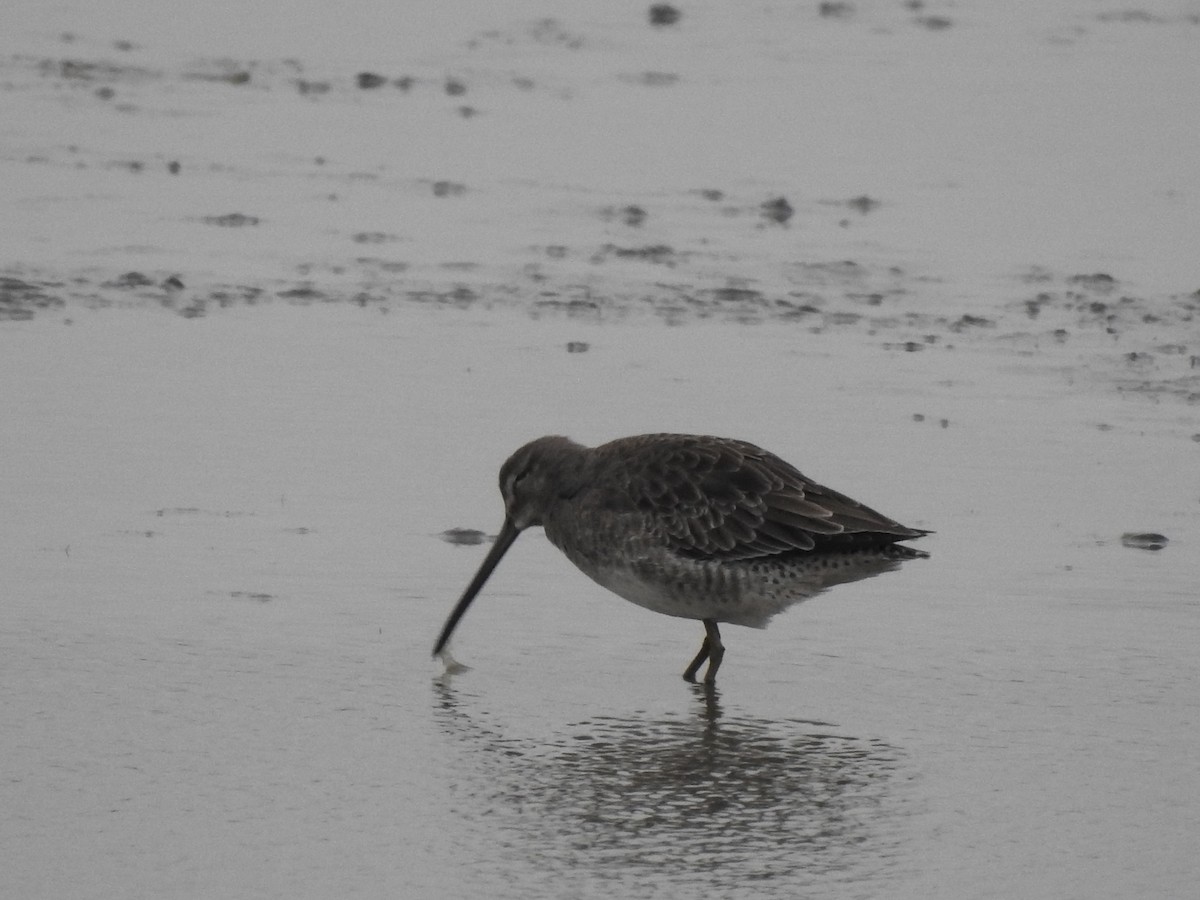 Long-billed Dowitcher - ML117208011