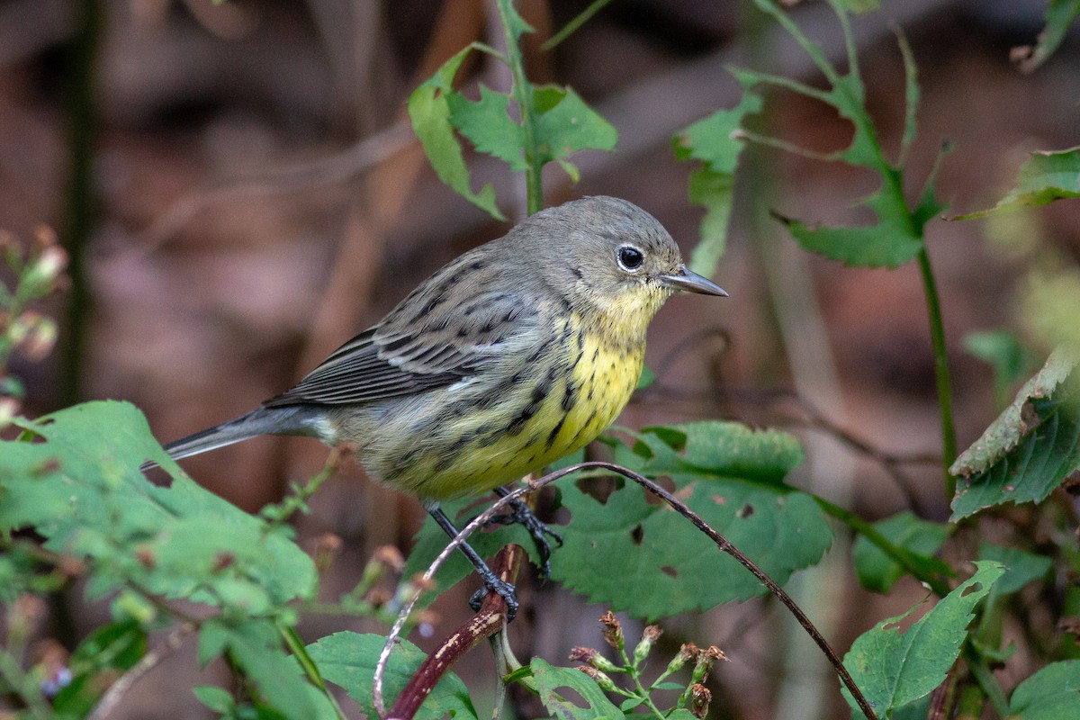 Kirtland's Warbler - Jeff O'Connell