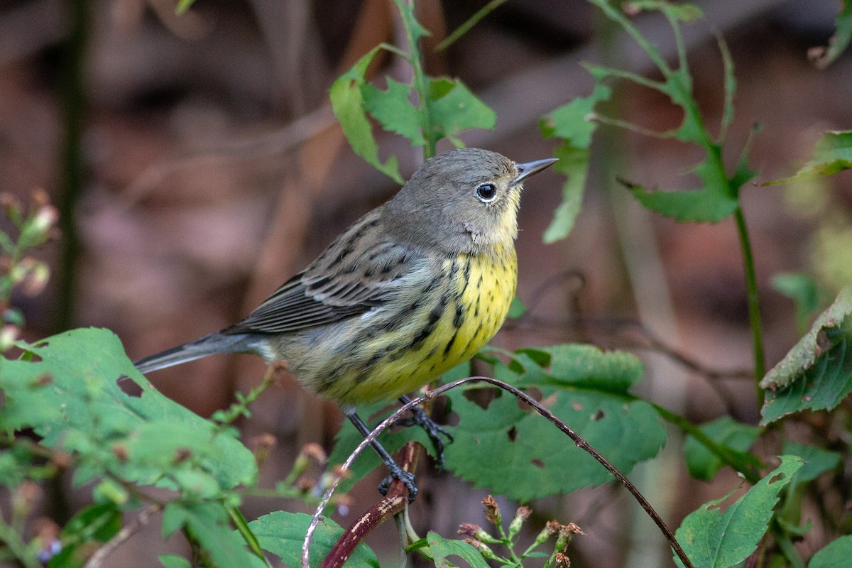 Kirtland's Warbler - Jeff O'Connell