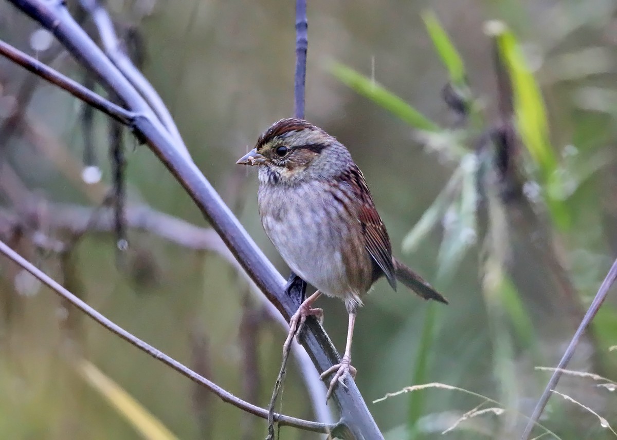 Swamp Sparrow - ML117210101
