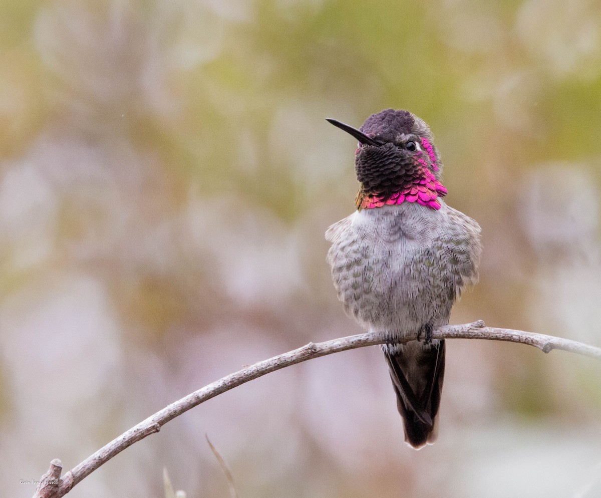 Anna's Hummingbird - Kevin Vande Vusse