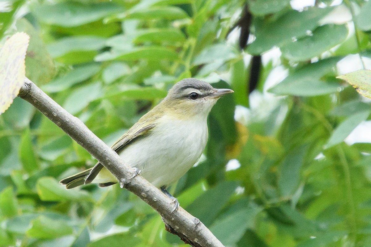 Red-eyed Vireo - Ryan Griffiths