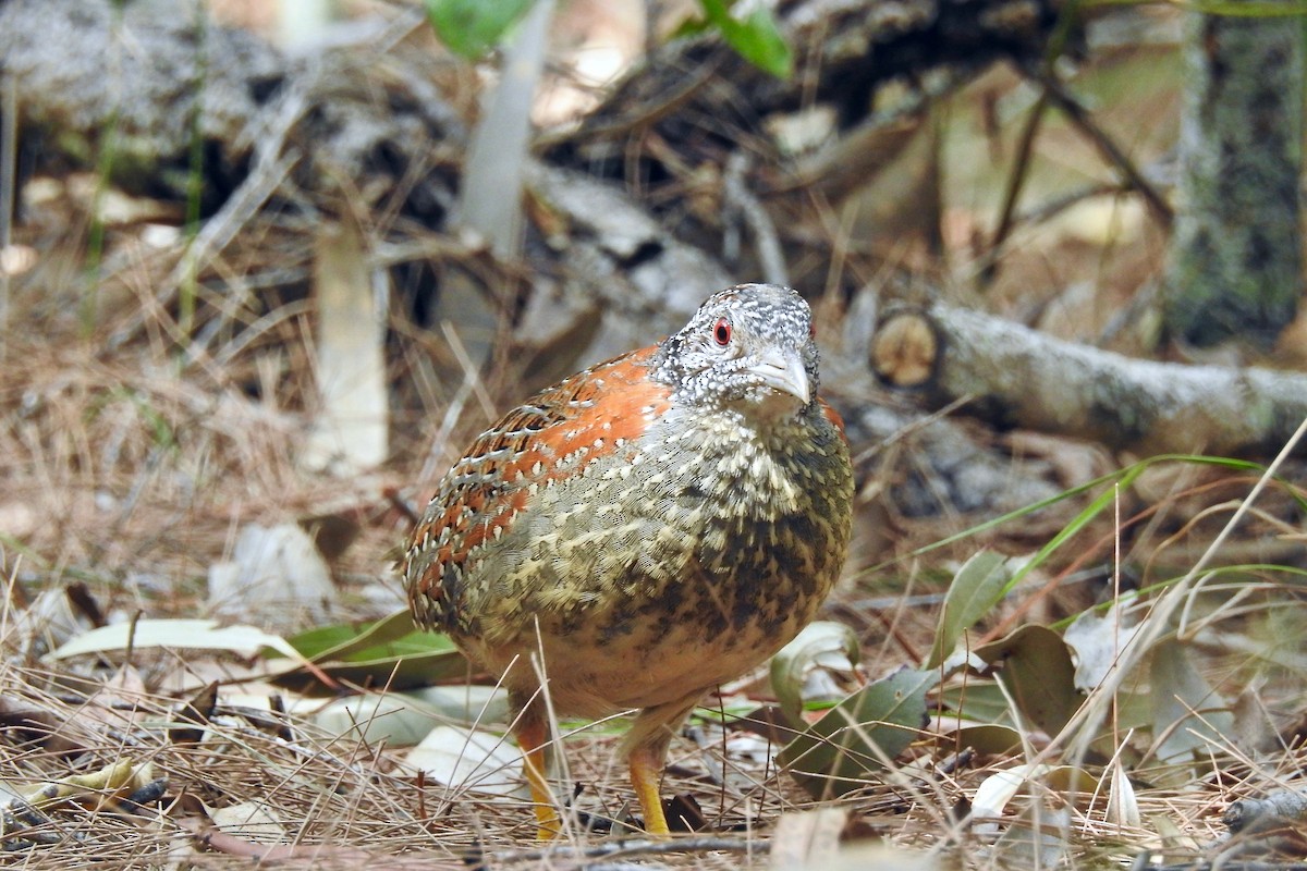 Painted Buttonquail - ML117217541