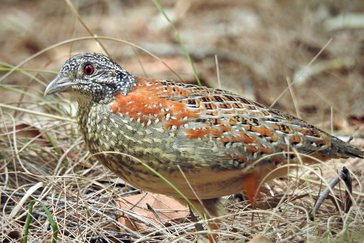 Painted Buttonquail - Michael Daley