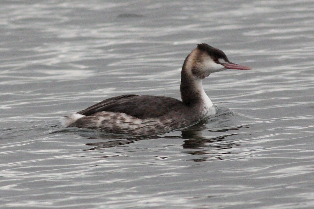 Great Crested Grebe - ML117220551
