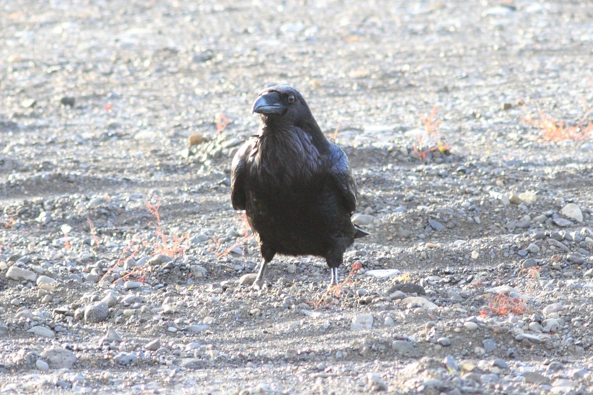 Common Raven - Manfred Bienert