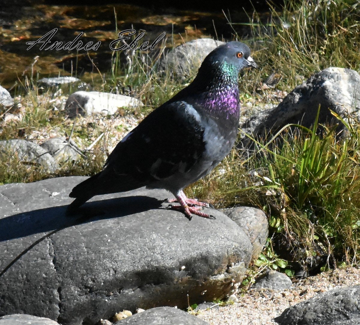 Rock Pigeon (Feral Pigeon) - andres ebel