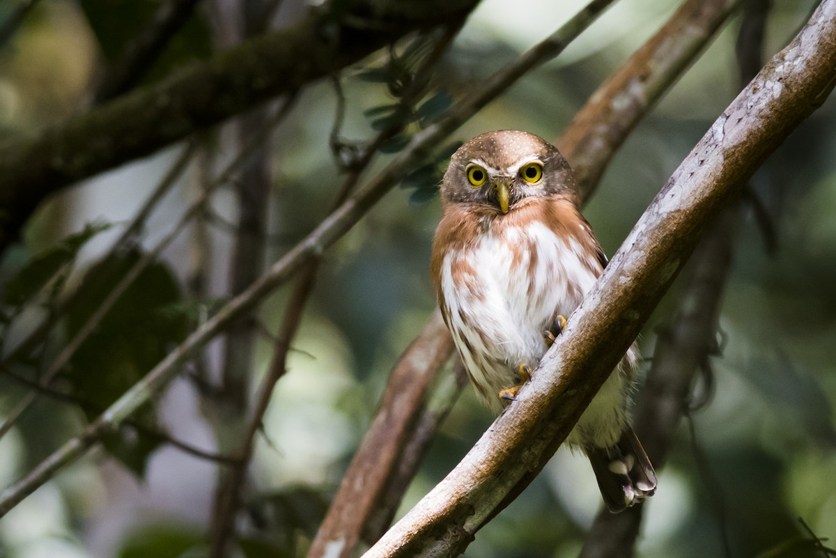 Least Pygmy-Owl - Claudia Brasileiro
