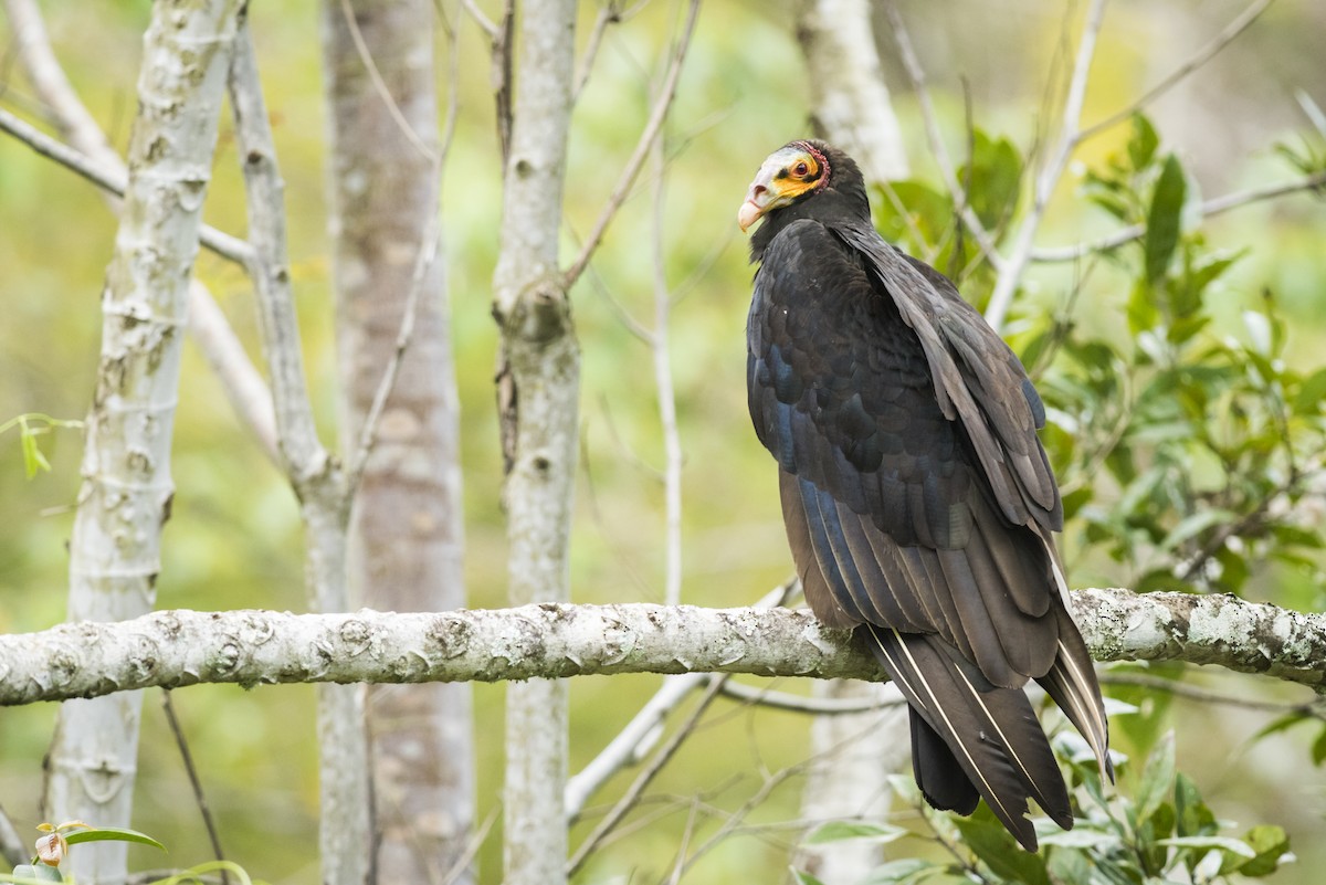Lesser Yellow-headed Vulture - Claudia Brasileiro