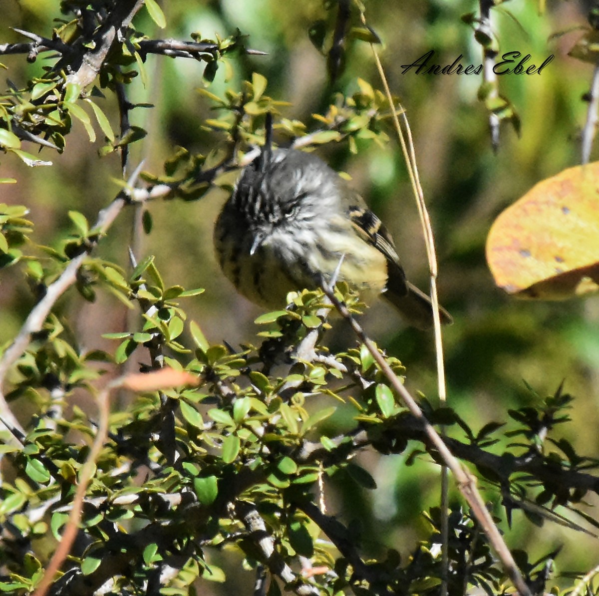 Tufted Tit-Tyrant - andres ebel