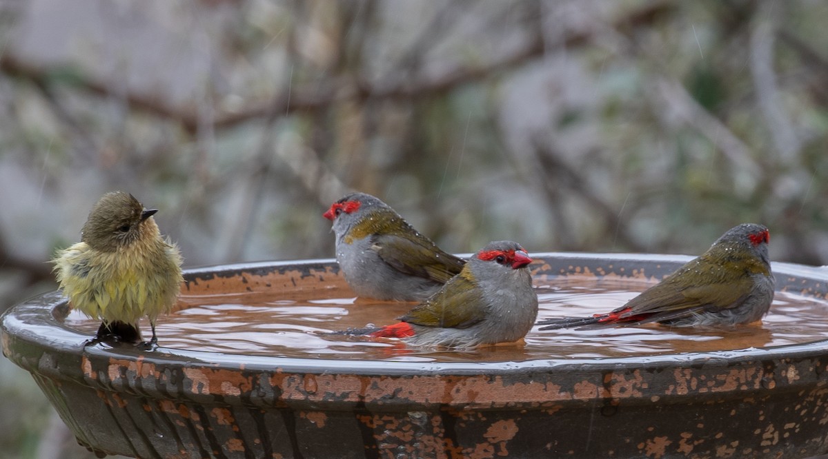 Red-browed Firetail - ML117228891