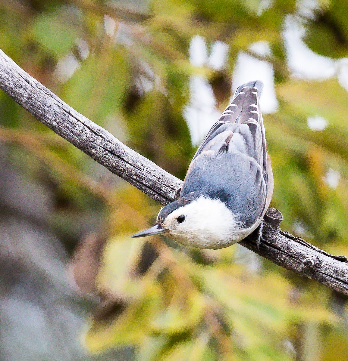White-breasted Nuthatch - Tom Wilberding