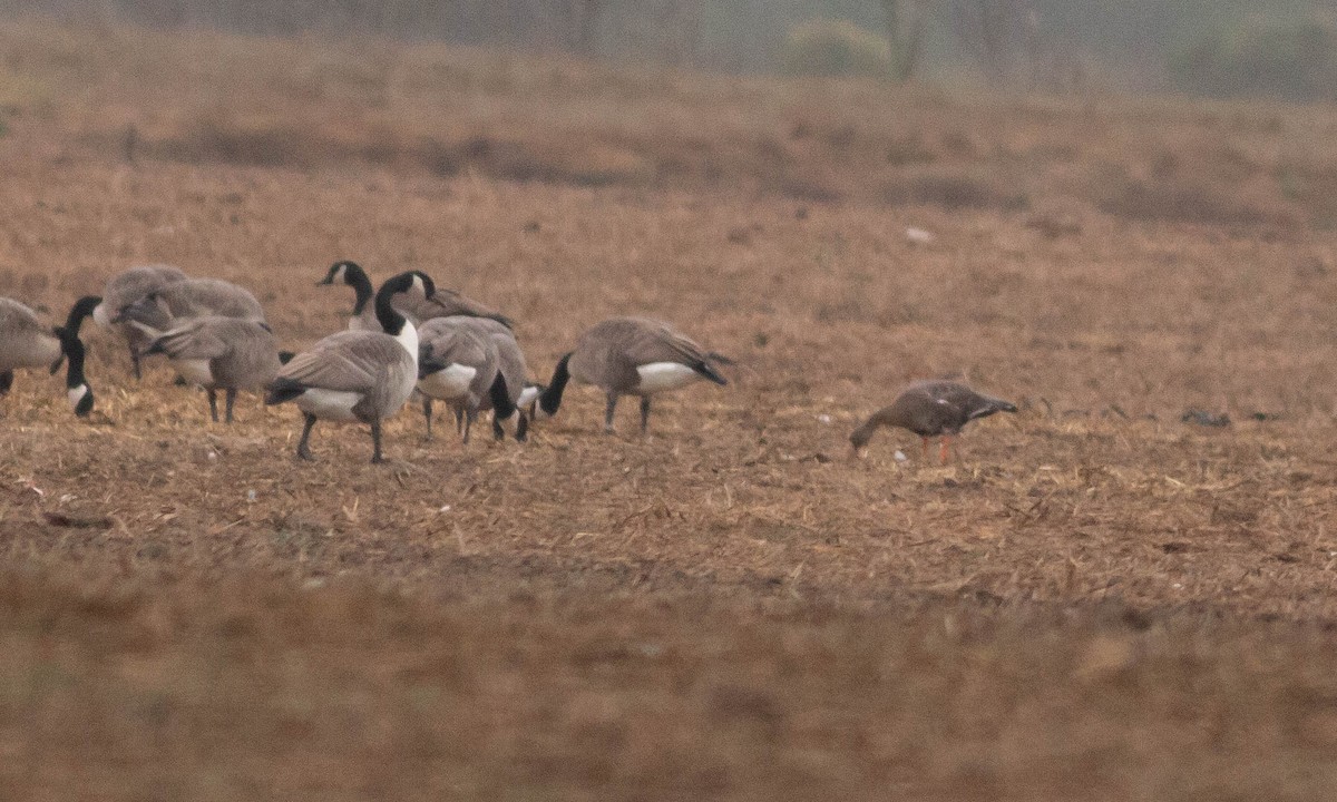 Greater White-fronted Goose (Western) - ML117231141