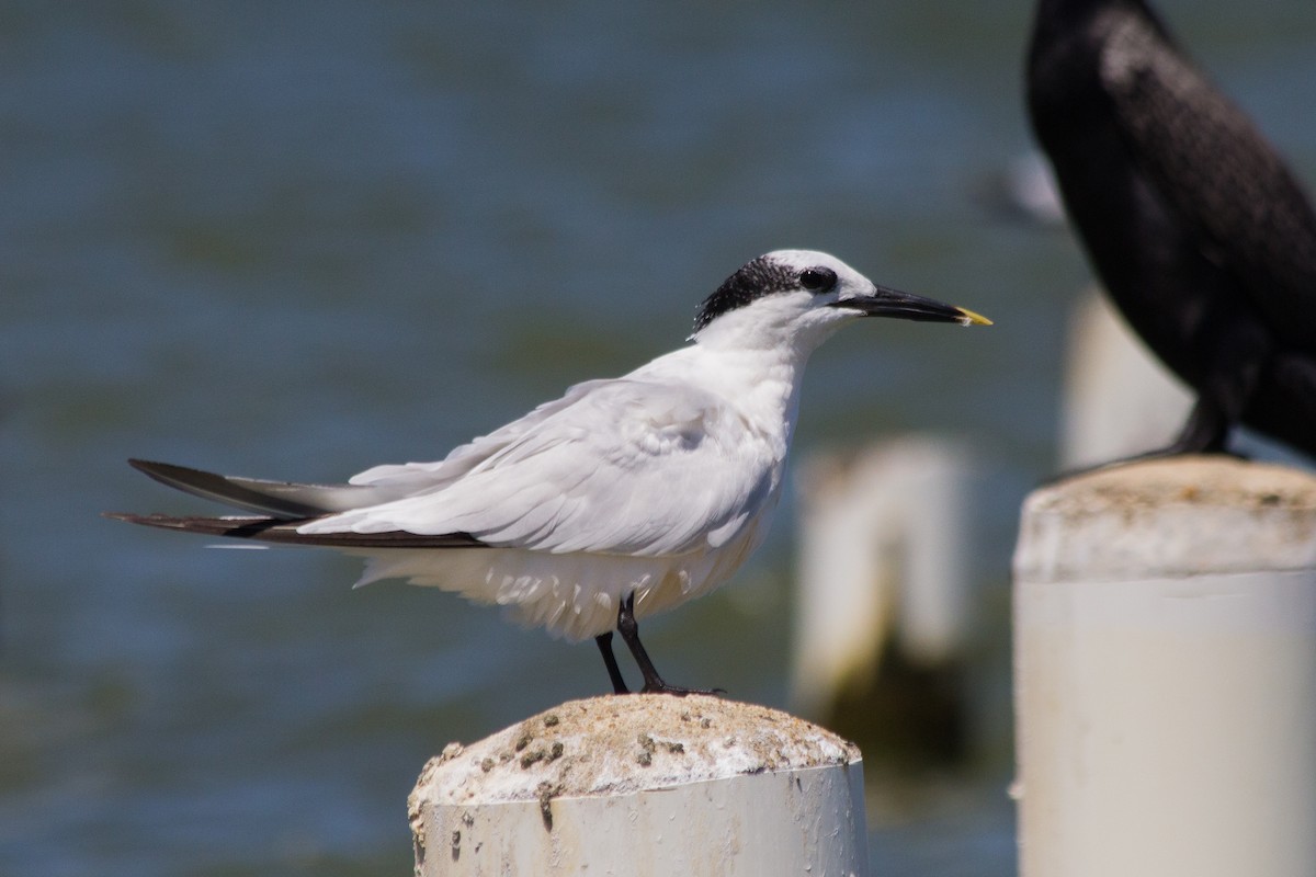 Sandwich Tern (Cabot's) - Francis Canto Jr