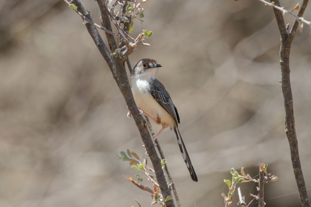 Red-fronted Prinia - ML117232081