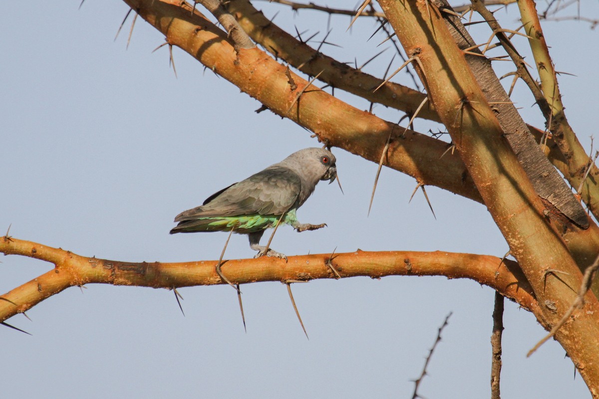 Red-bellied Parrot - ML117233971