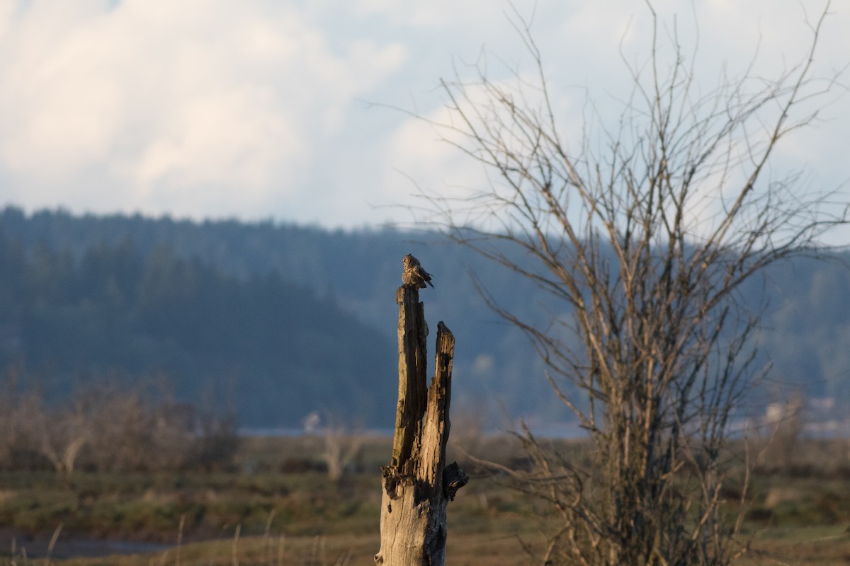 Long-eared Owl - Kurtis Messingale