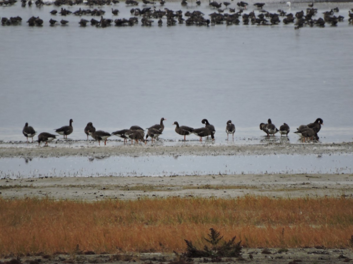 Greater White-fronted Goose - ML117237231