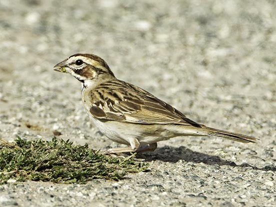 Lark Sparrow - Bill Hill