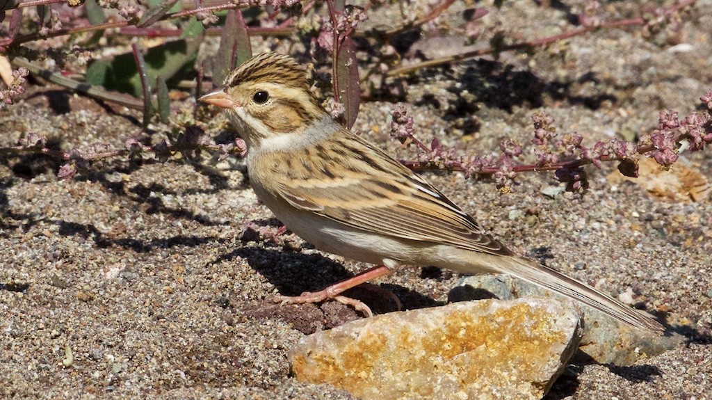 Clay-colored Sparrow - Ed Harper