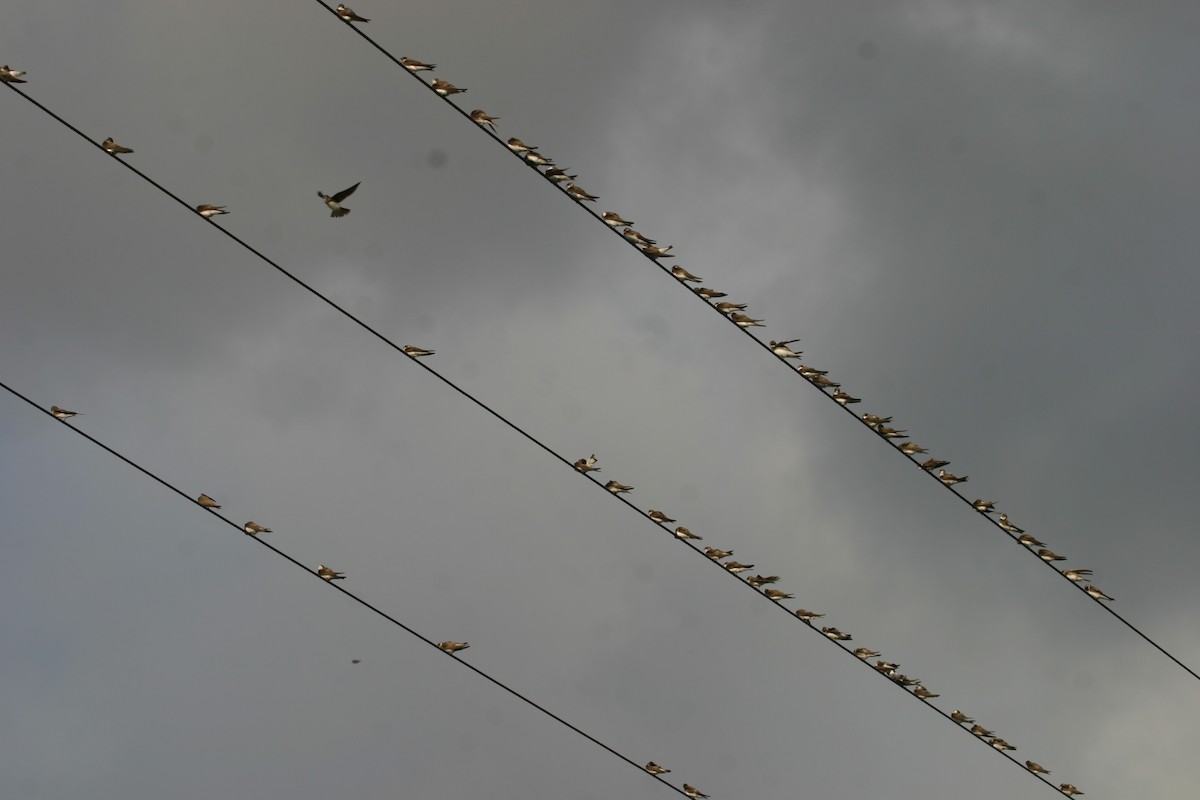 Bank Swallow - Urdaibai  Bird Center