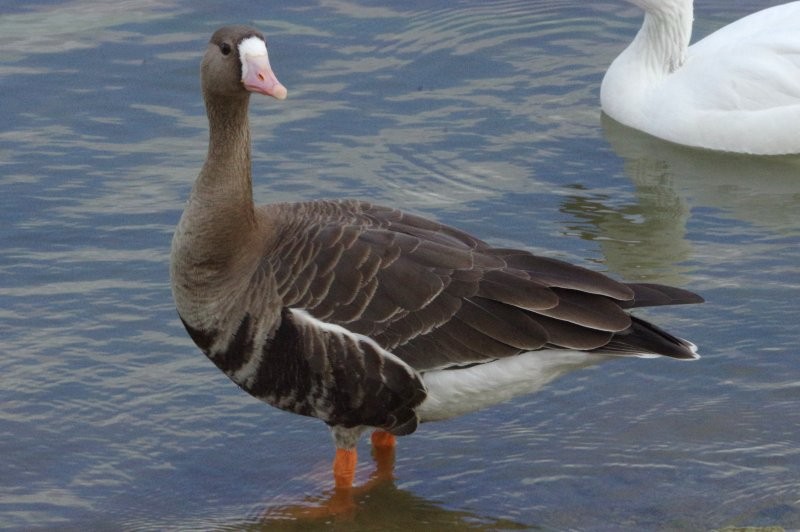 Greater White-fronted Goose - Pat Goltz