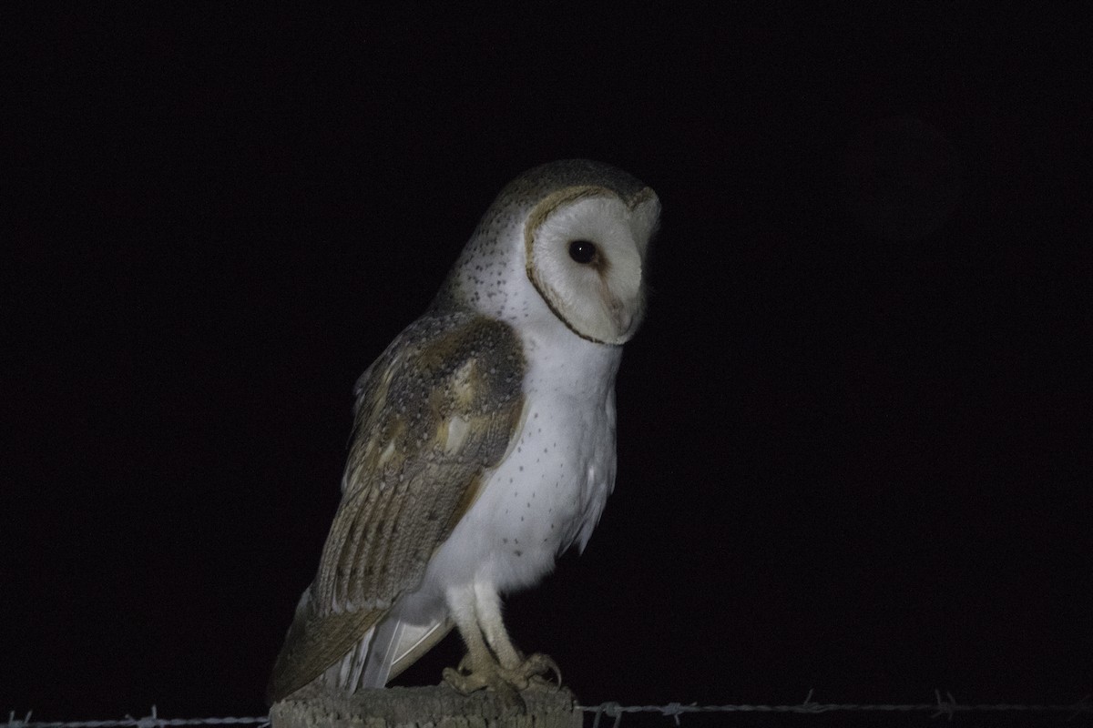 Barn Owl - John Cantwell