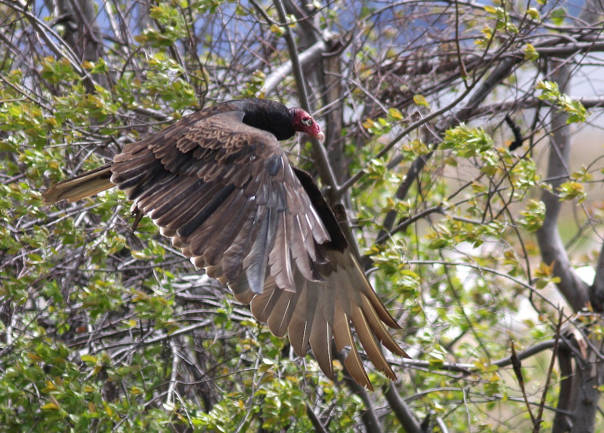 Turkey Vulture - Guy Poisson
