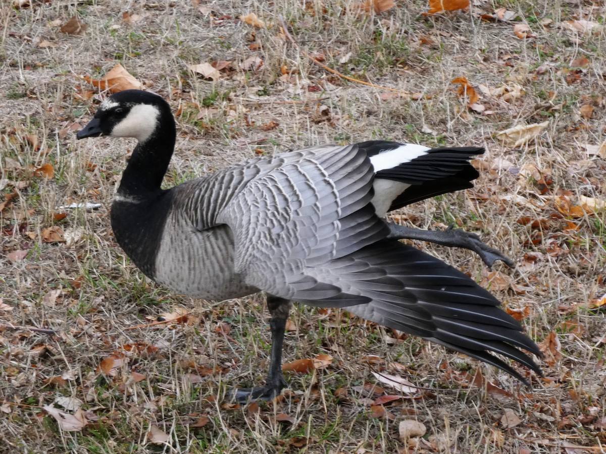 Barnacle x Cackling Goose (hybrid) - Stephen Jorgenson-Murray