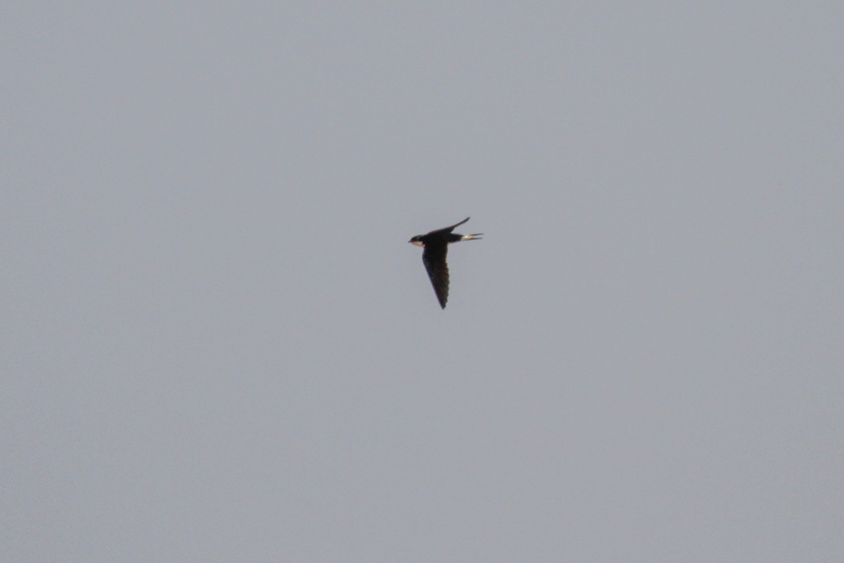 White-tailed Swallow - ML117254871