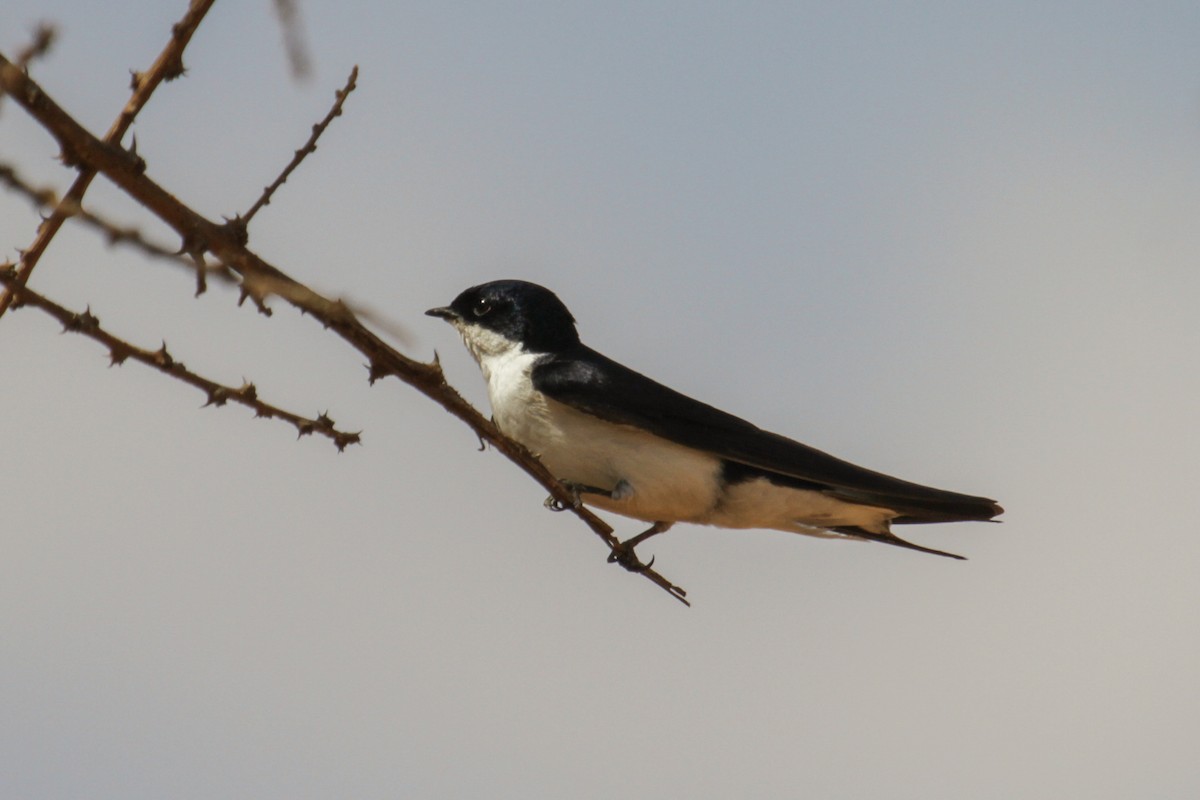 White-tailed Swallow - ML117254881