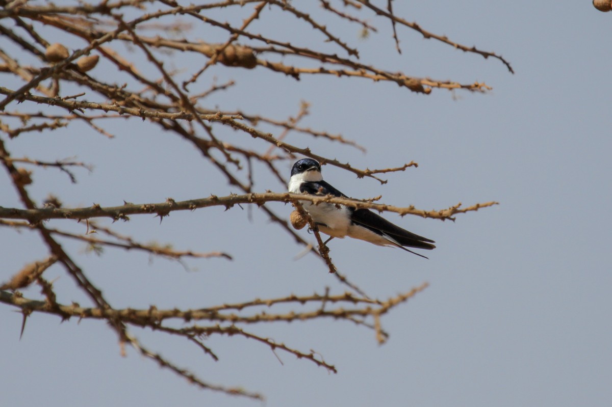 White-tailed Swallow - ML117254911