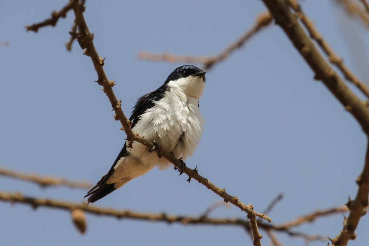 White-tailed Swallow - ML117254941
