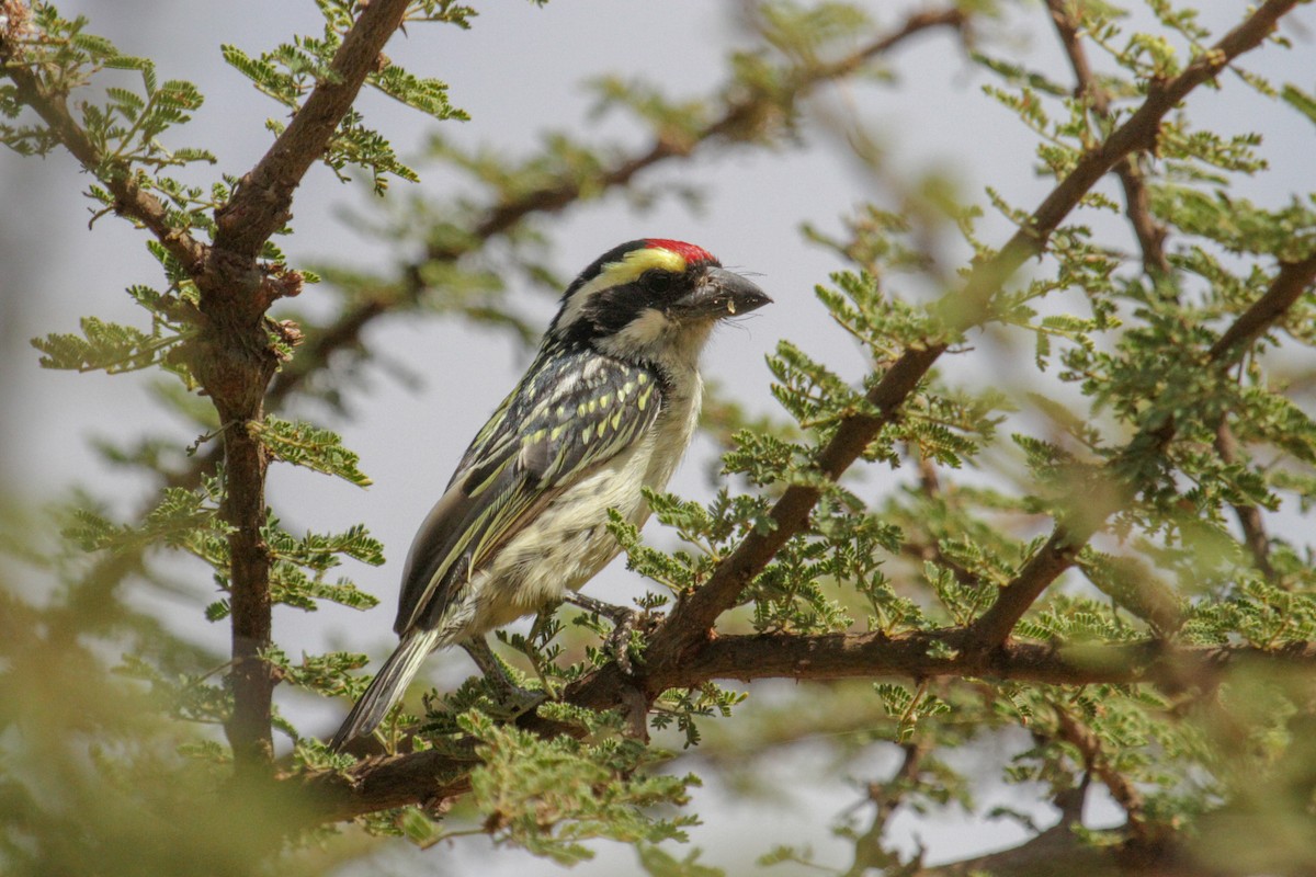 Red-fronted Barbet - ML117256241