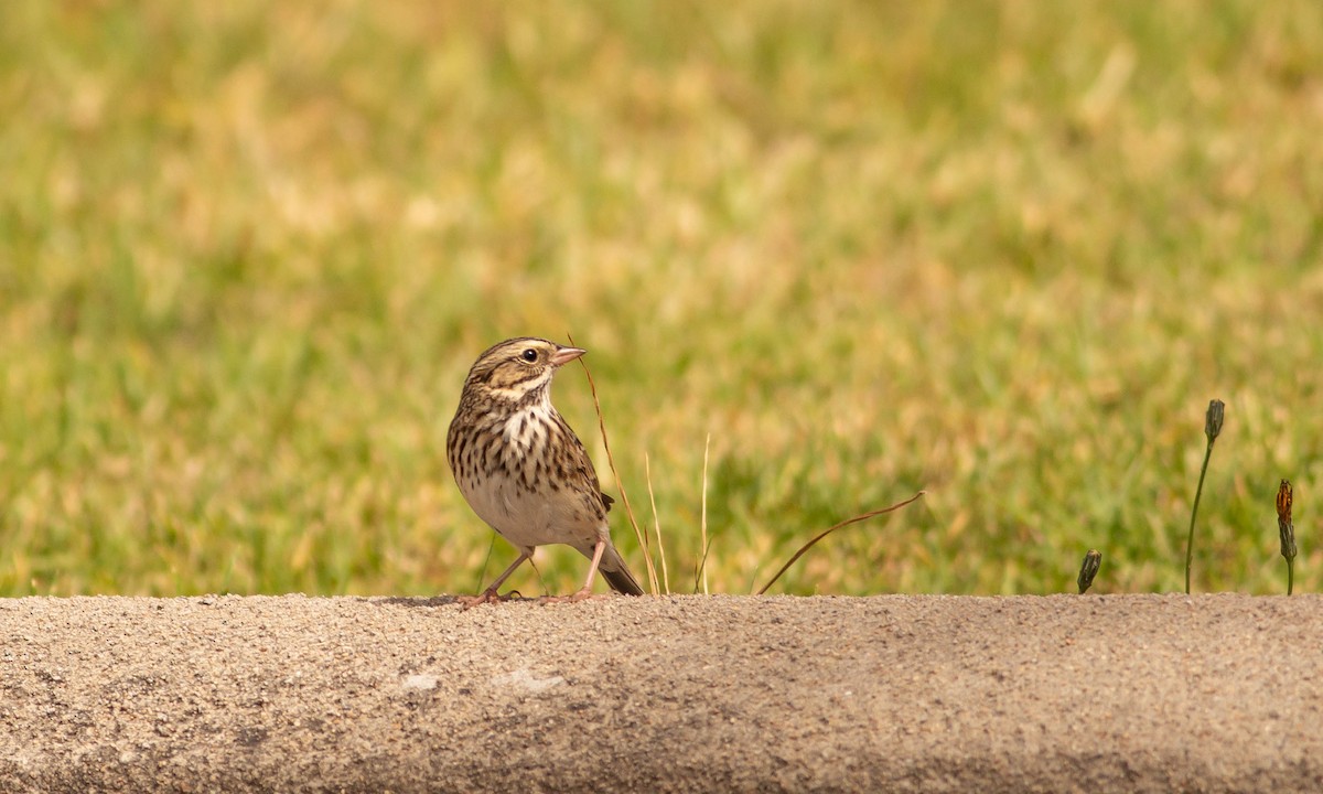 Savannah Sparrow (Savannah) - Paul Fenwick