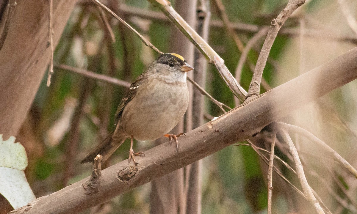 Golden-crowned Sparrow - ML117258461