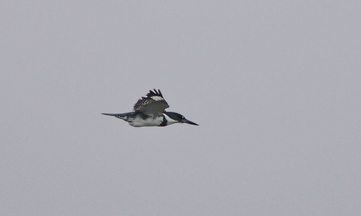 Belted Kingfisher - ML117258531