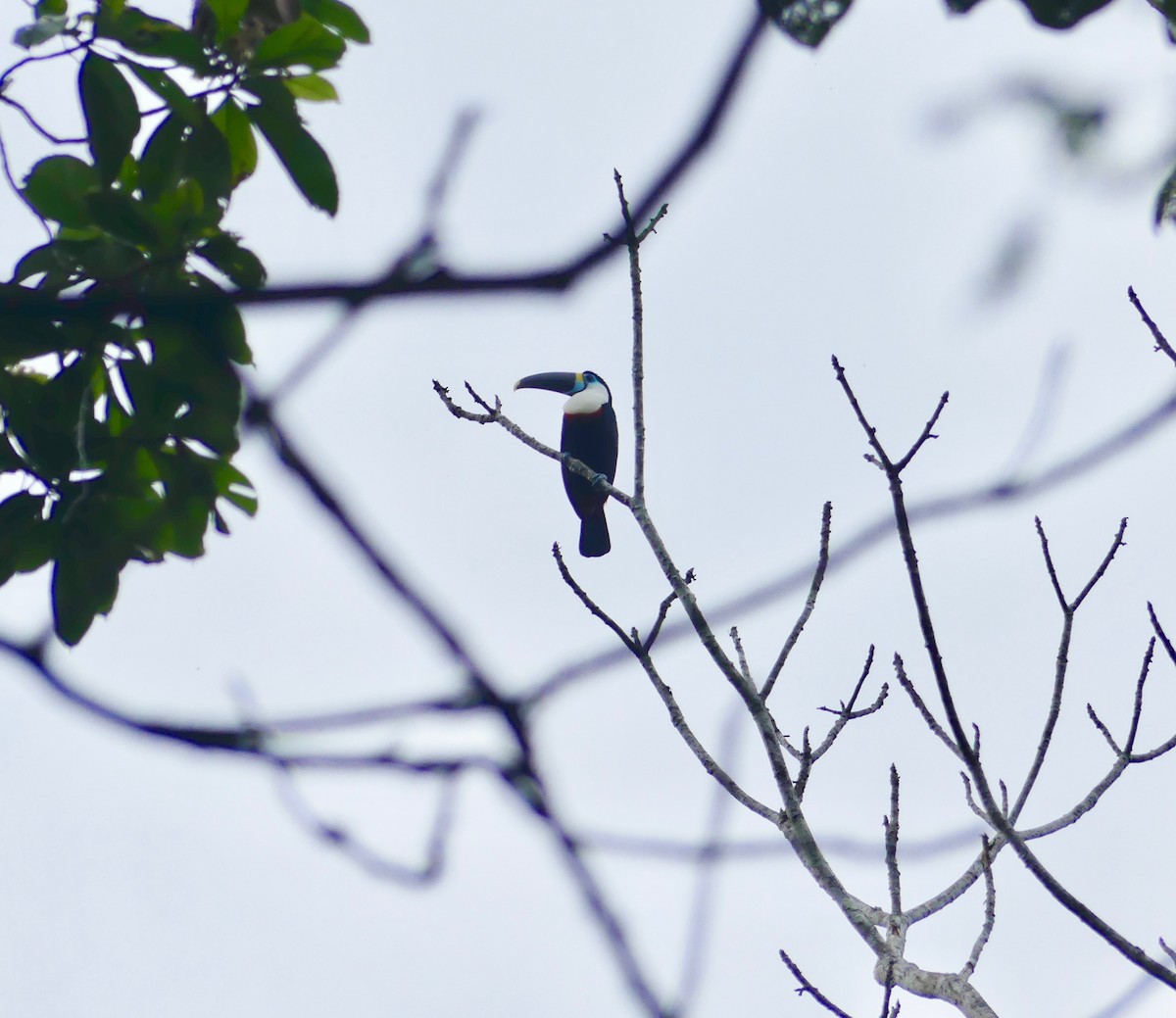 White-throated Toucan - Andrew Bailey