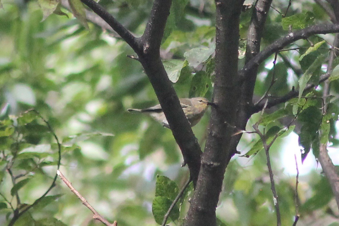 Cape May Warbler - ML117261771