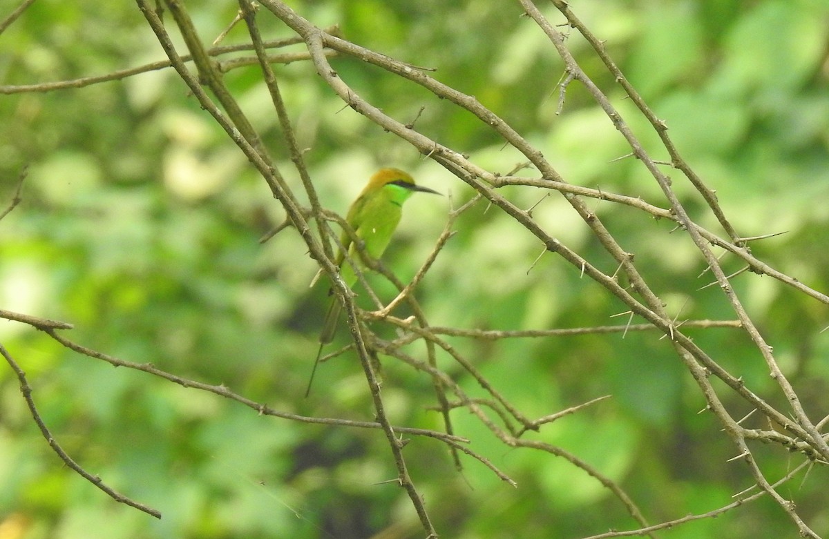 Asian Green Bee-eater - Shivaprakash Adavanne