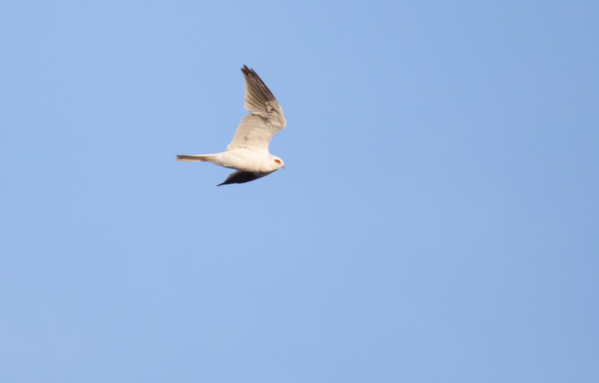 White-tailed Kite - ML117270661